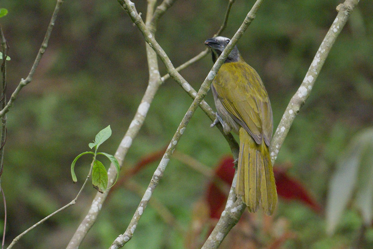 Buff-throated Saltator - ML620808449