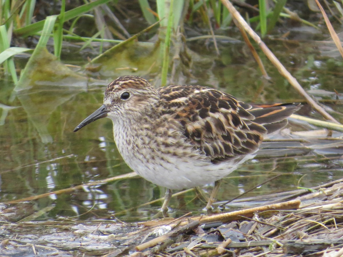 Least Sandpiper - ML620808450