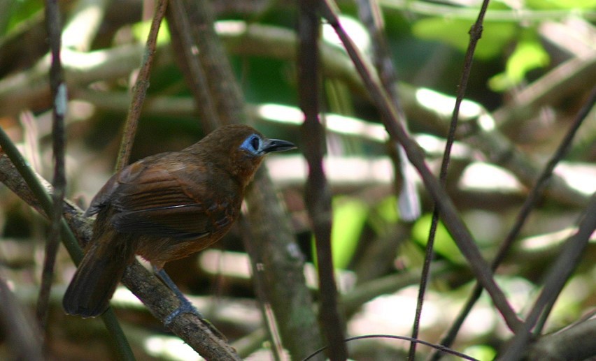 Bare-crowned Antbird - ML620808452