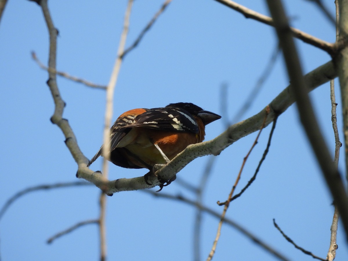 Cardinal à tête noire - ML620808455