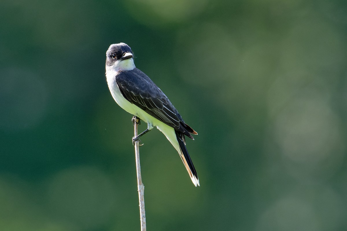 Eastern Kingbird - ML620808456