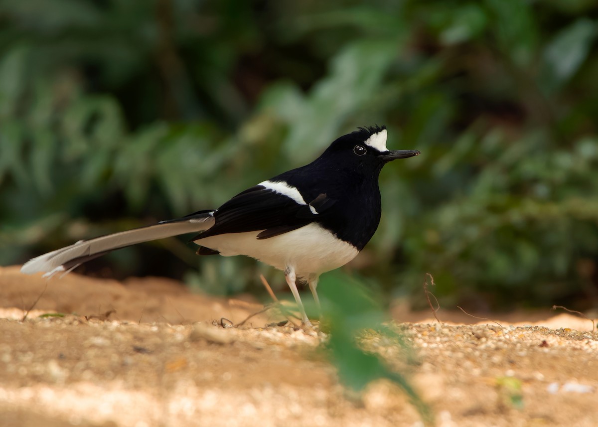White-crowned Forktail - ML620808458