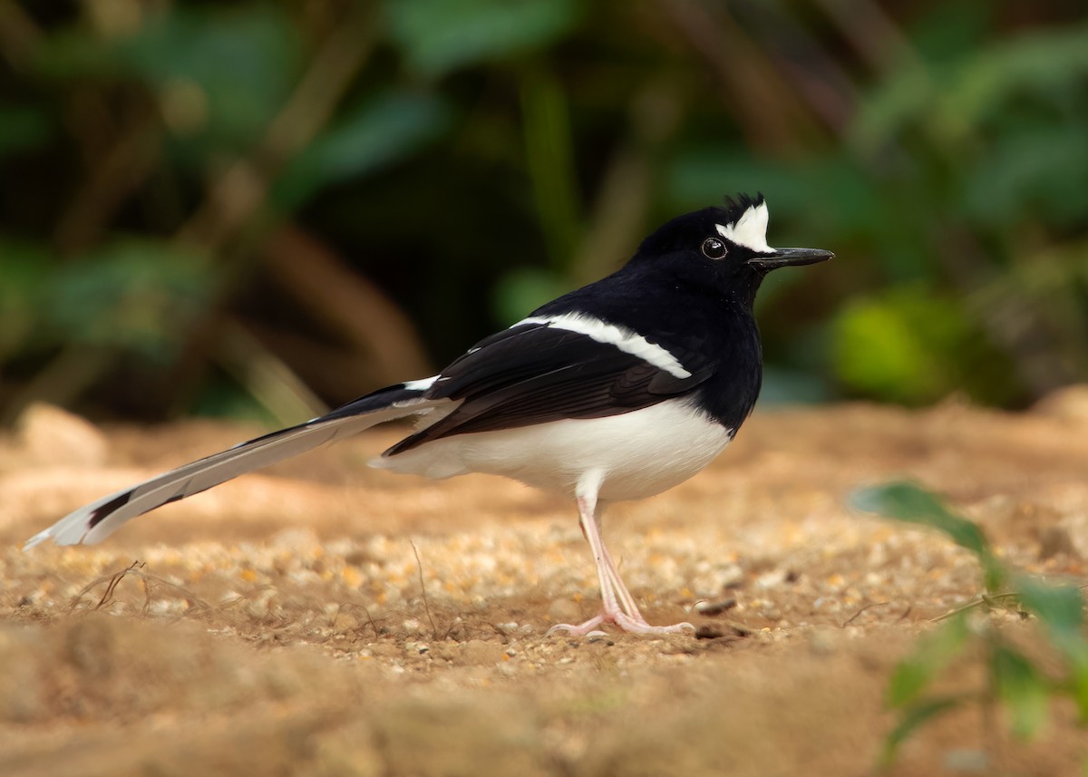 White-crowned Forktail - ML620808459