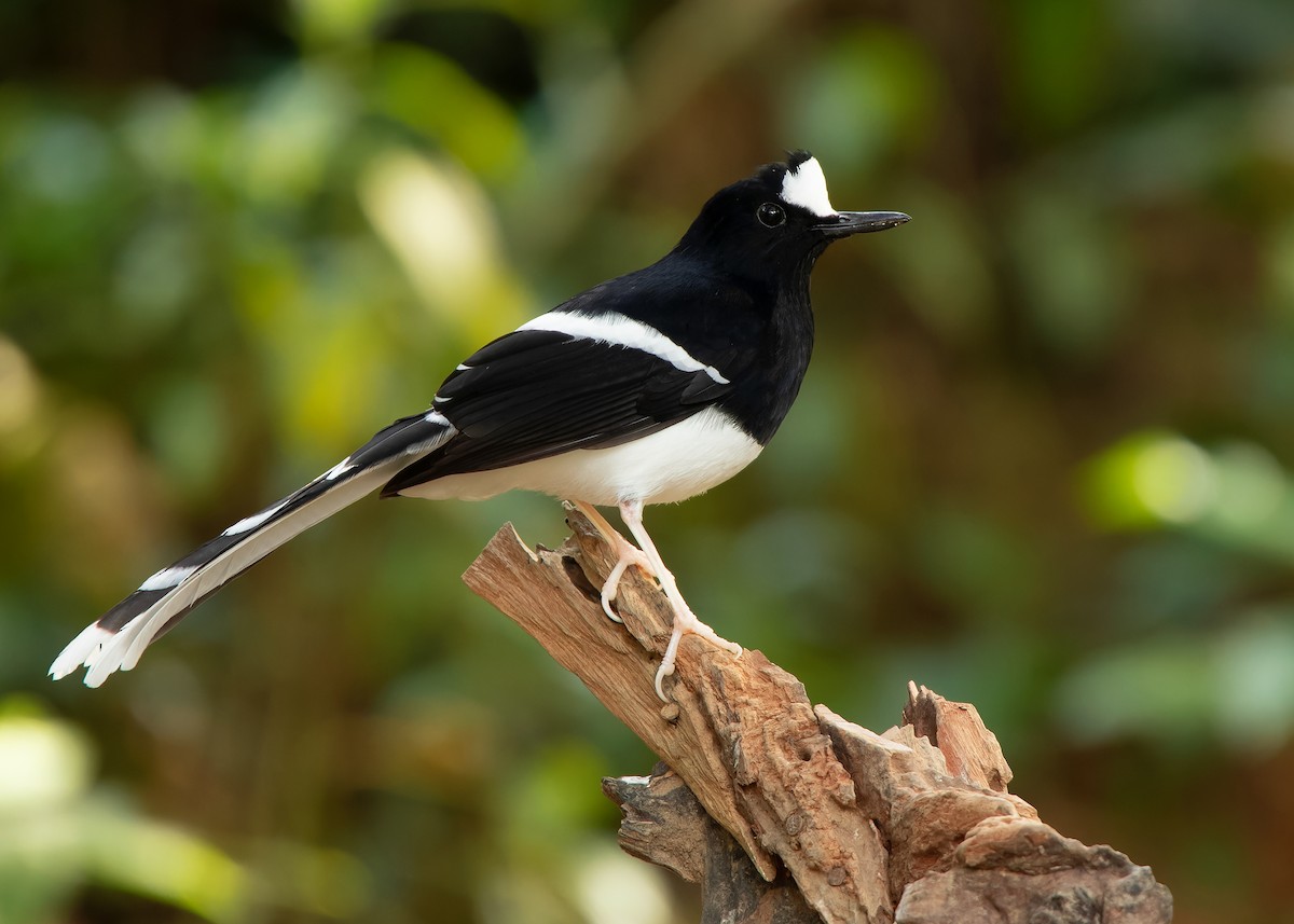 White-crowned Forktail - ML620808460