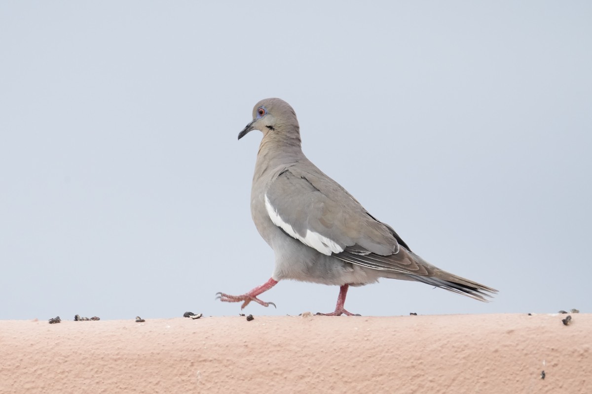 White-winged Dove - ML620808461