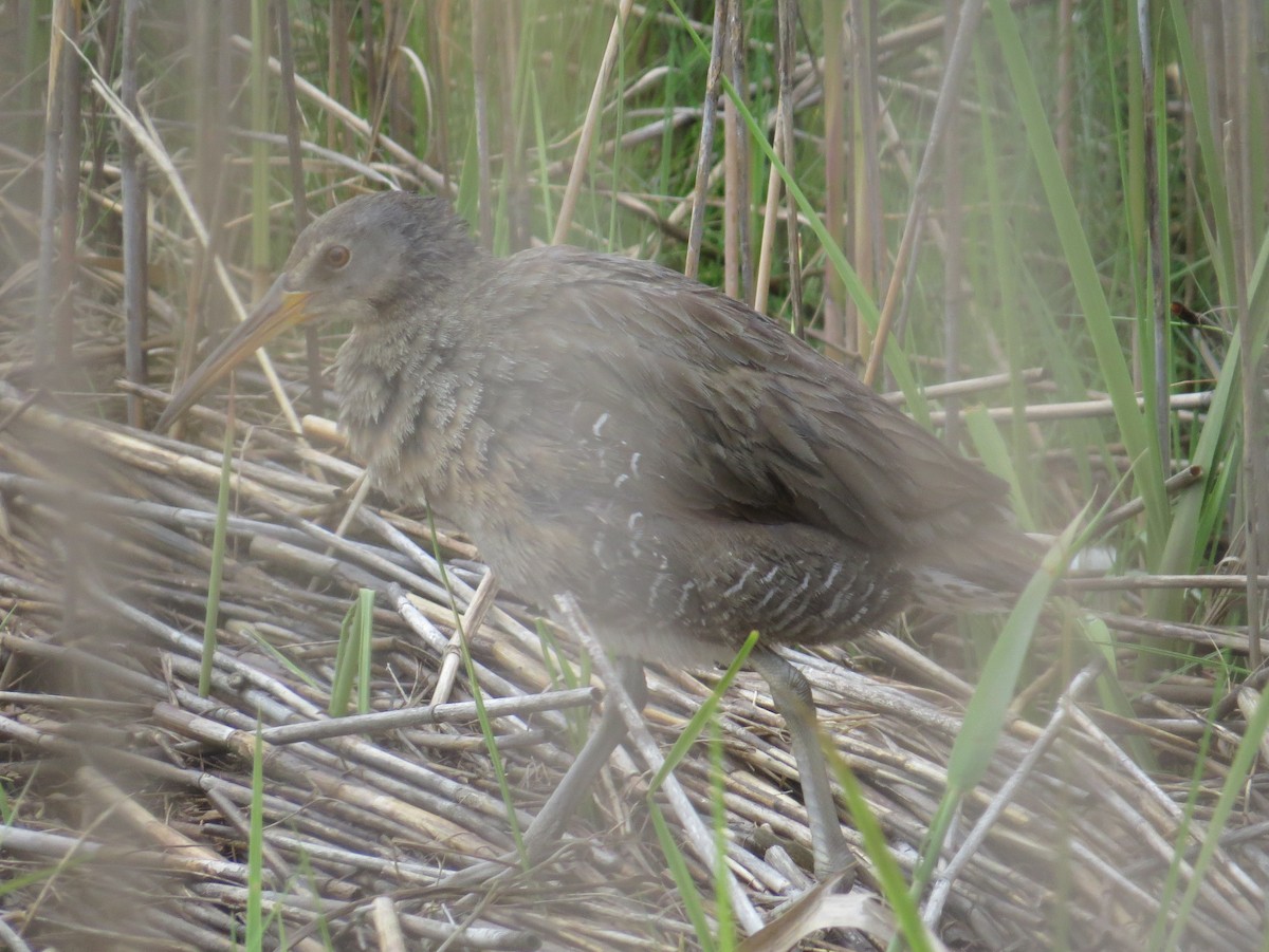 Clapper Rail - ML620808462