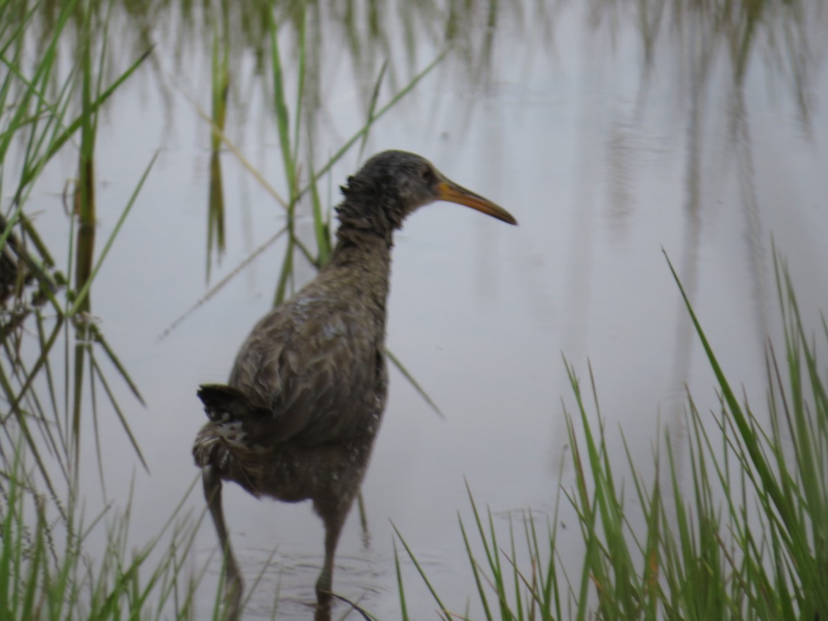 Clapper Rail - ML620808463