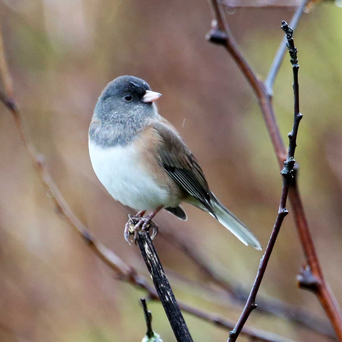 Junco ardoisé - ML620808465