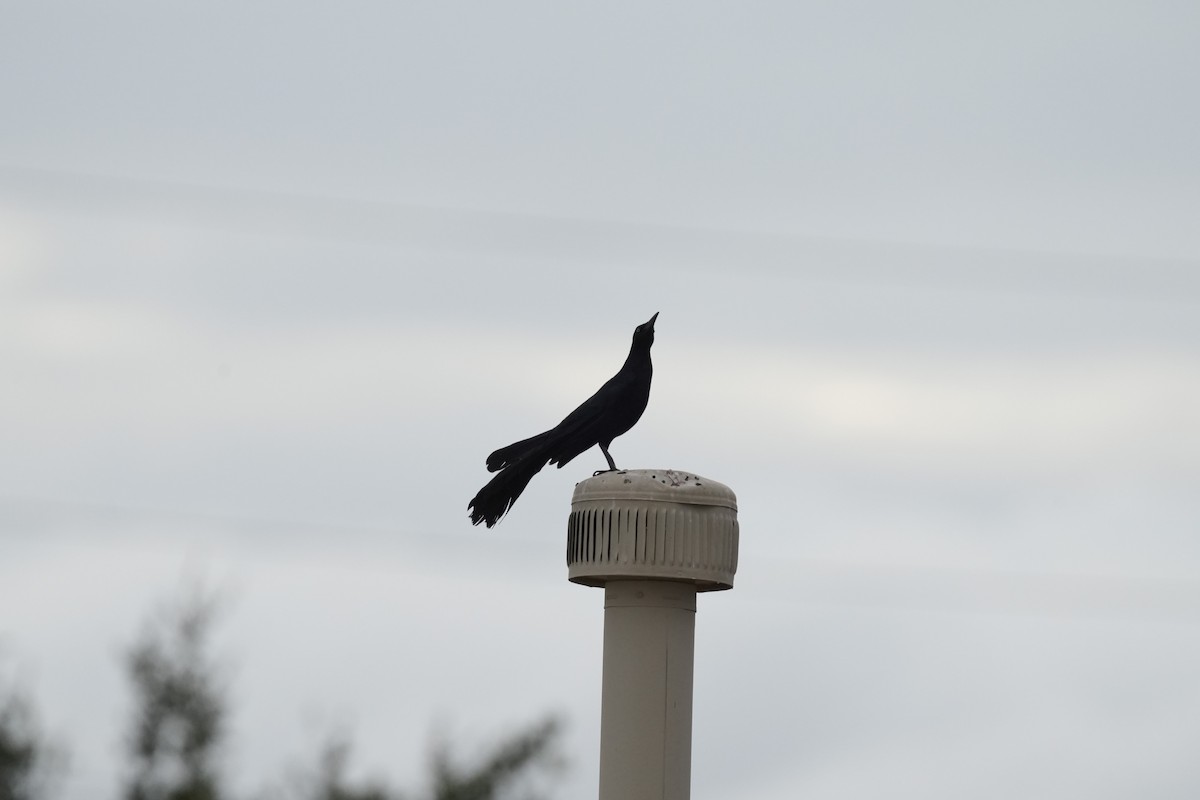 Great-tailed Grackle - ML620808466