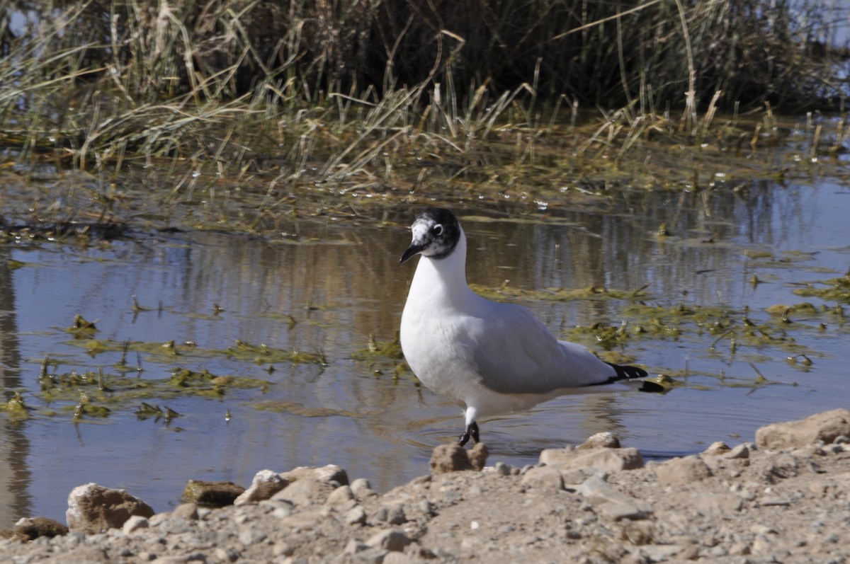 Andean Gull - ML620808469