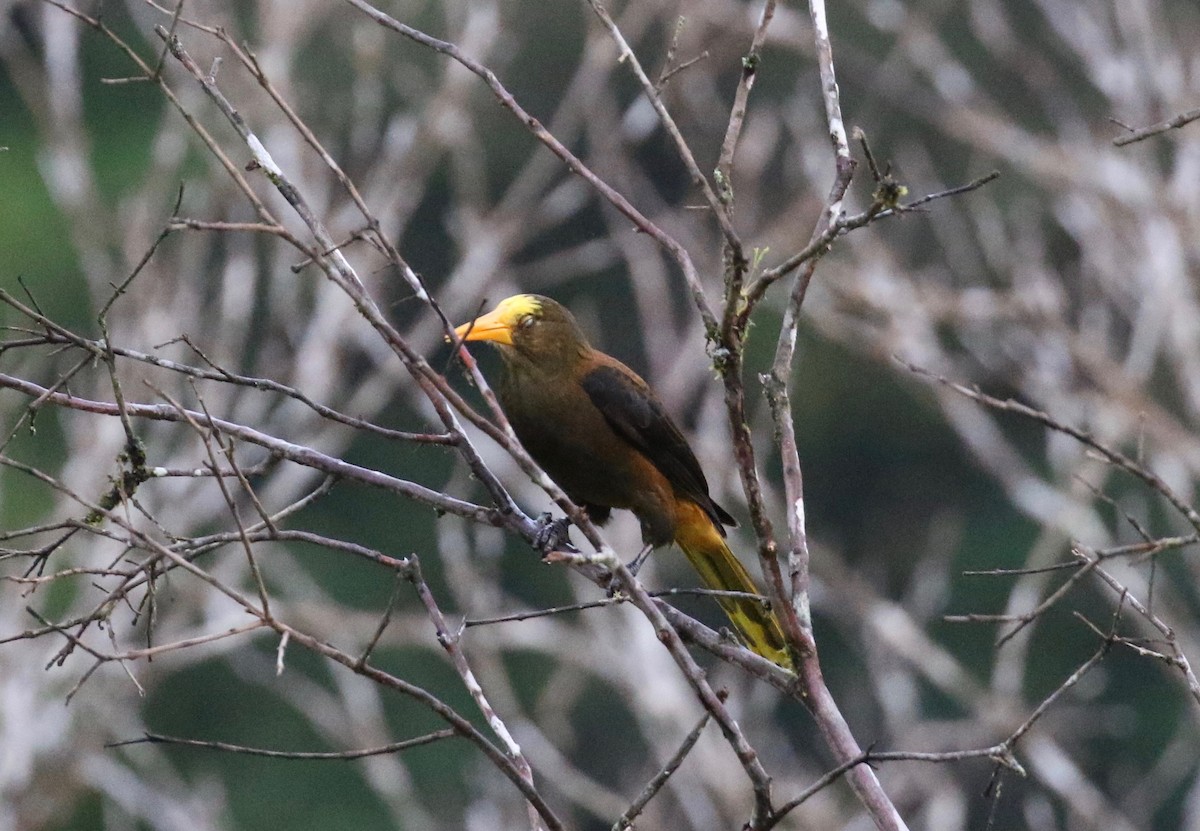 Russet-backed Oropendola (Russet-backed) - ML620808471