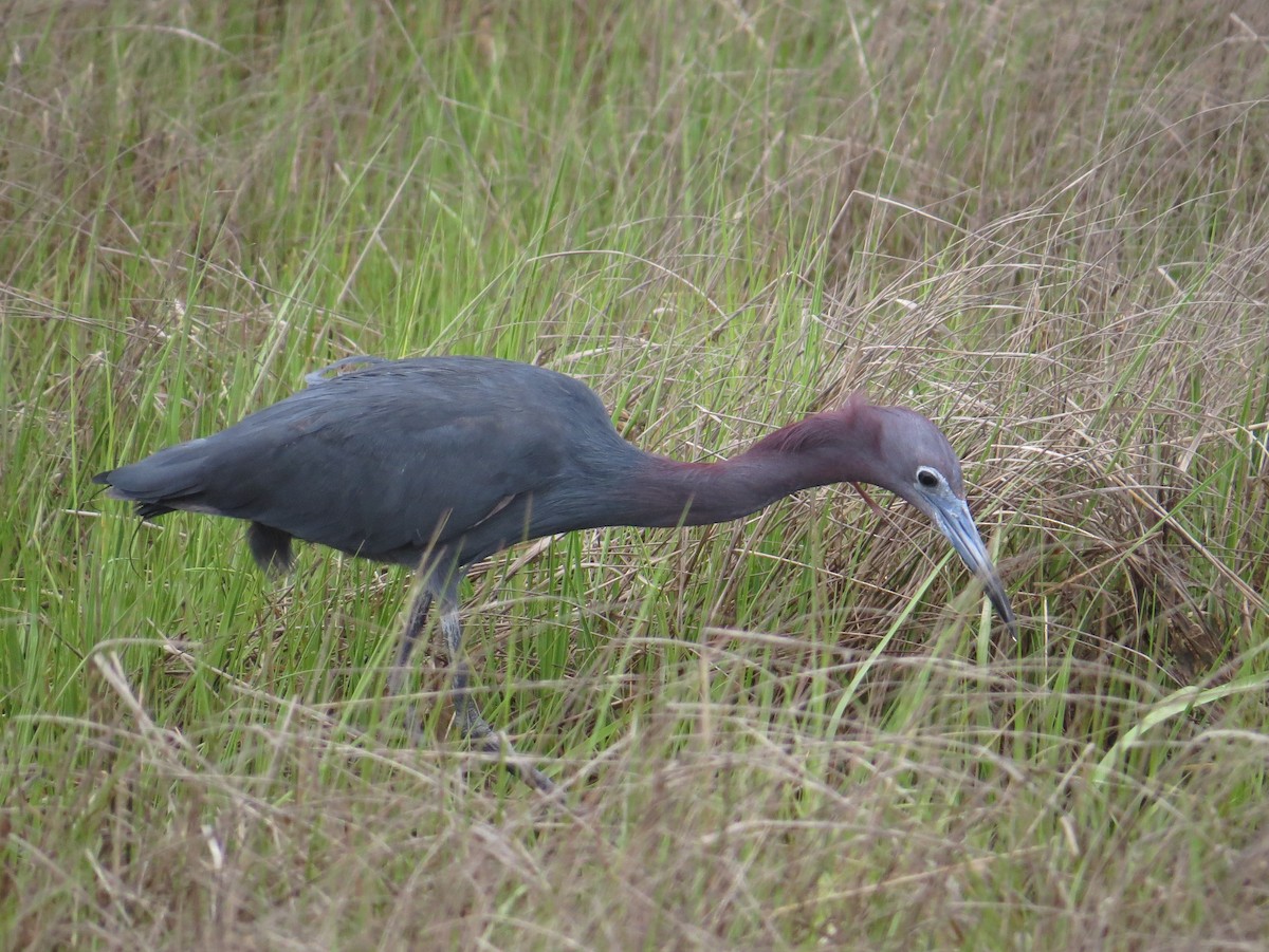 Little Blue Heron - ML620808477