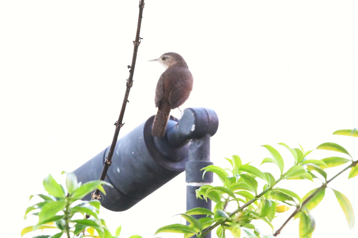 House Wren - José Luis Núñez Muñoz