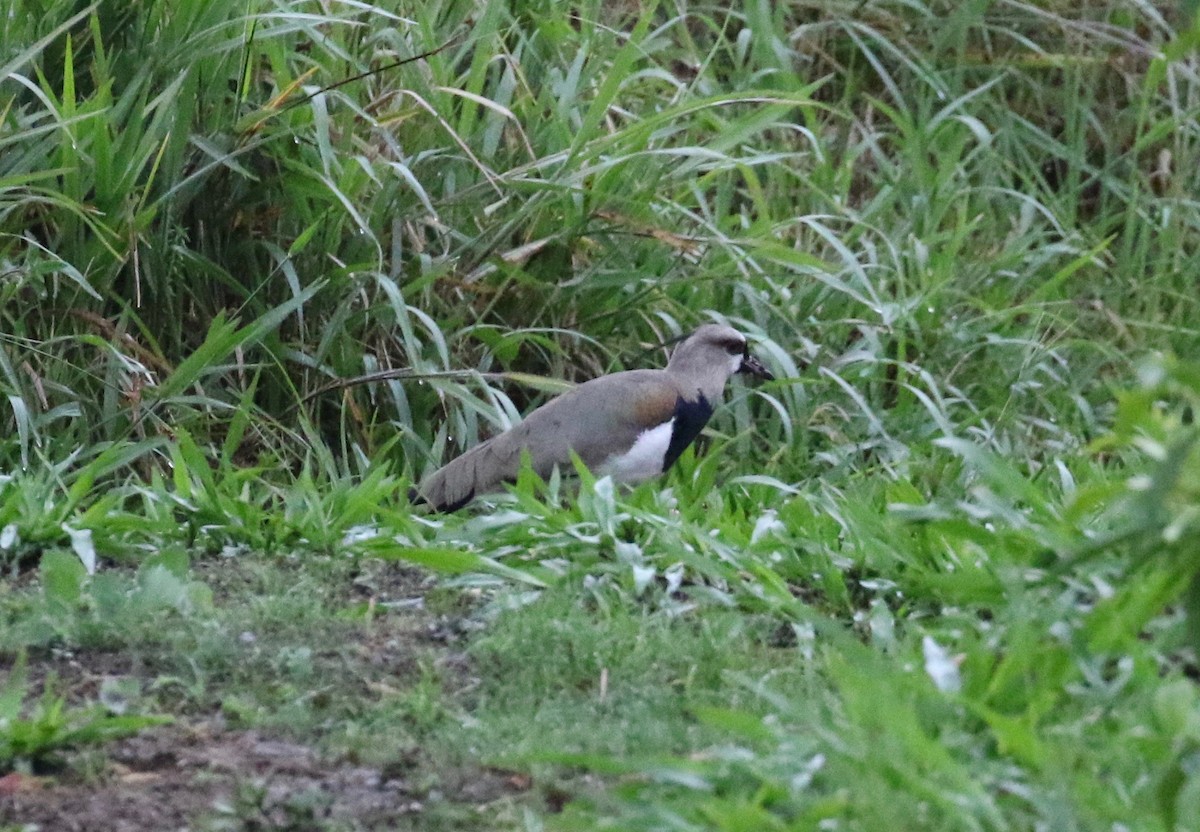 Southern Lapwing - ML620808484