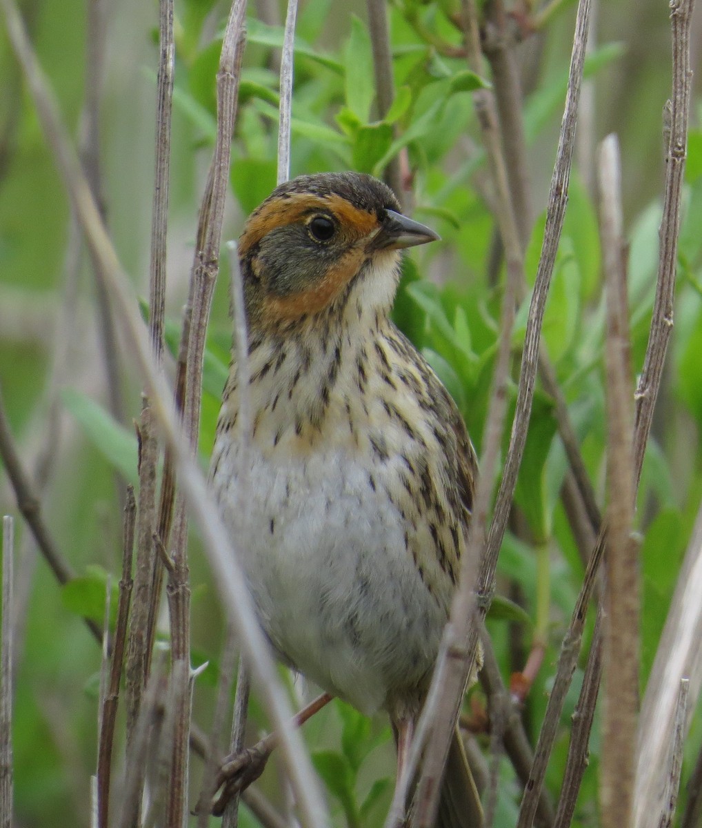 Saltmarsh Sparrow - ML620808495