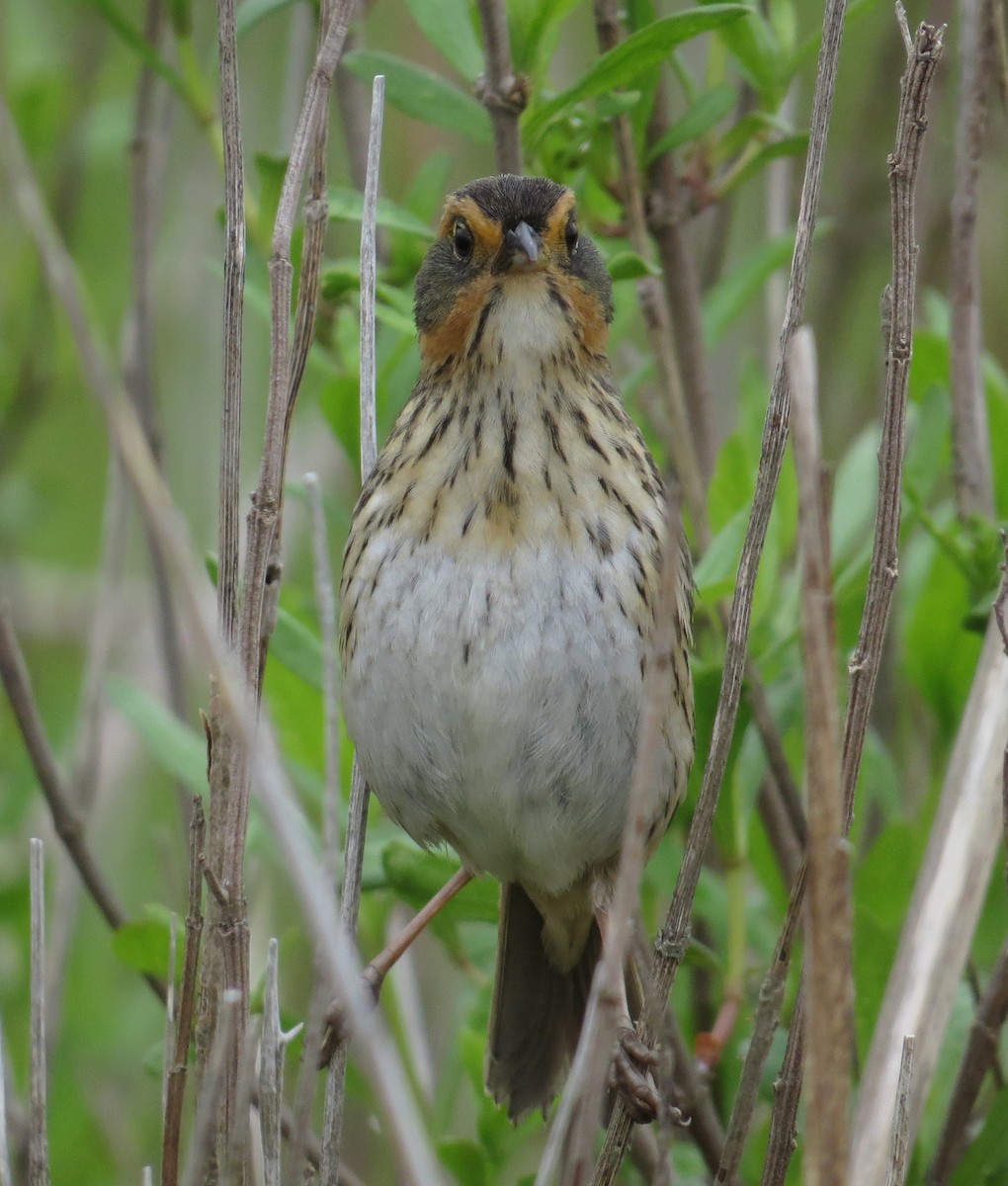 Saltmarsh Sparrow - ML620808498