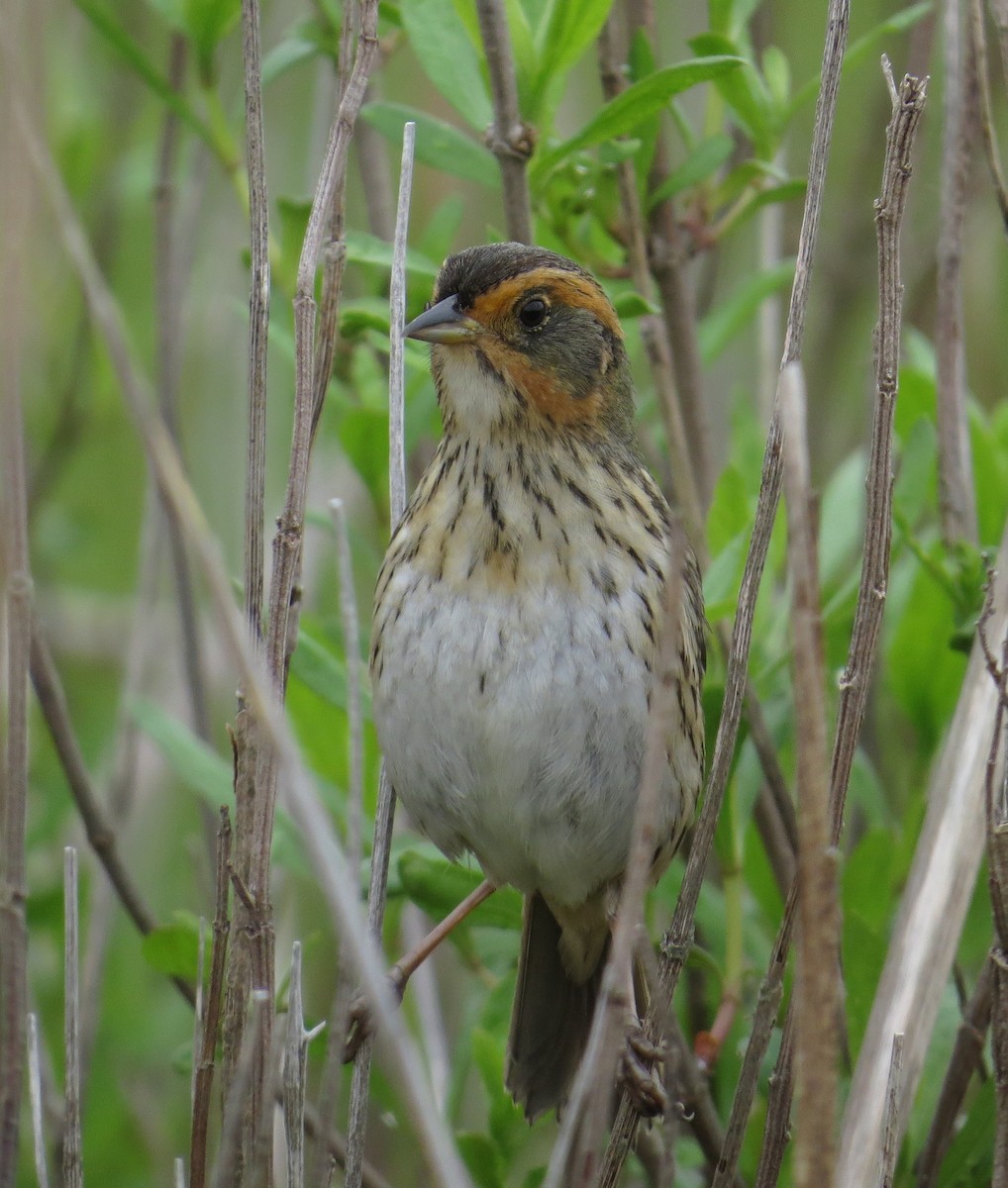 Saltmarsh Sparrow - ML620808499