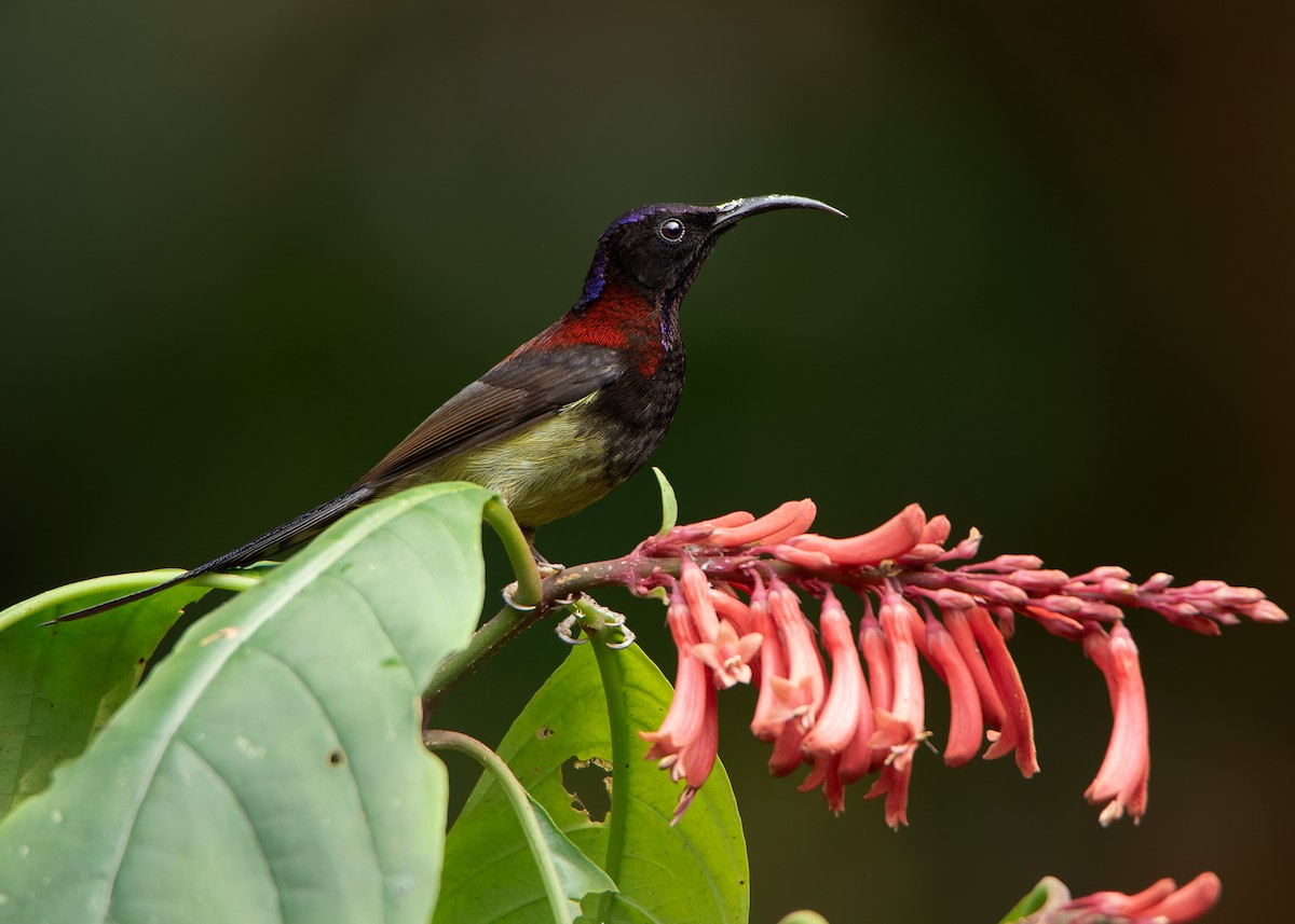 Black-throated Sunbird - ML620808503