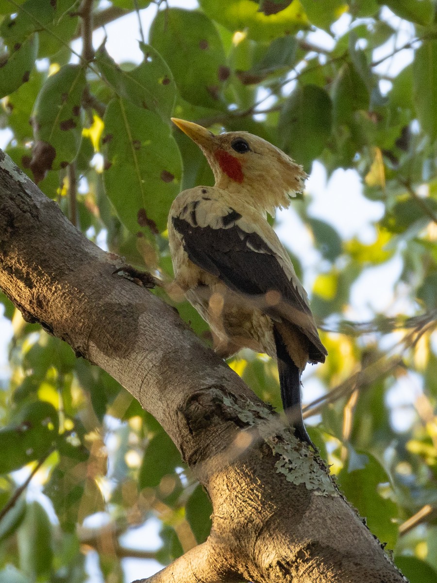 Cream-colored Woodpecker - ML620808507