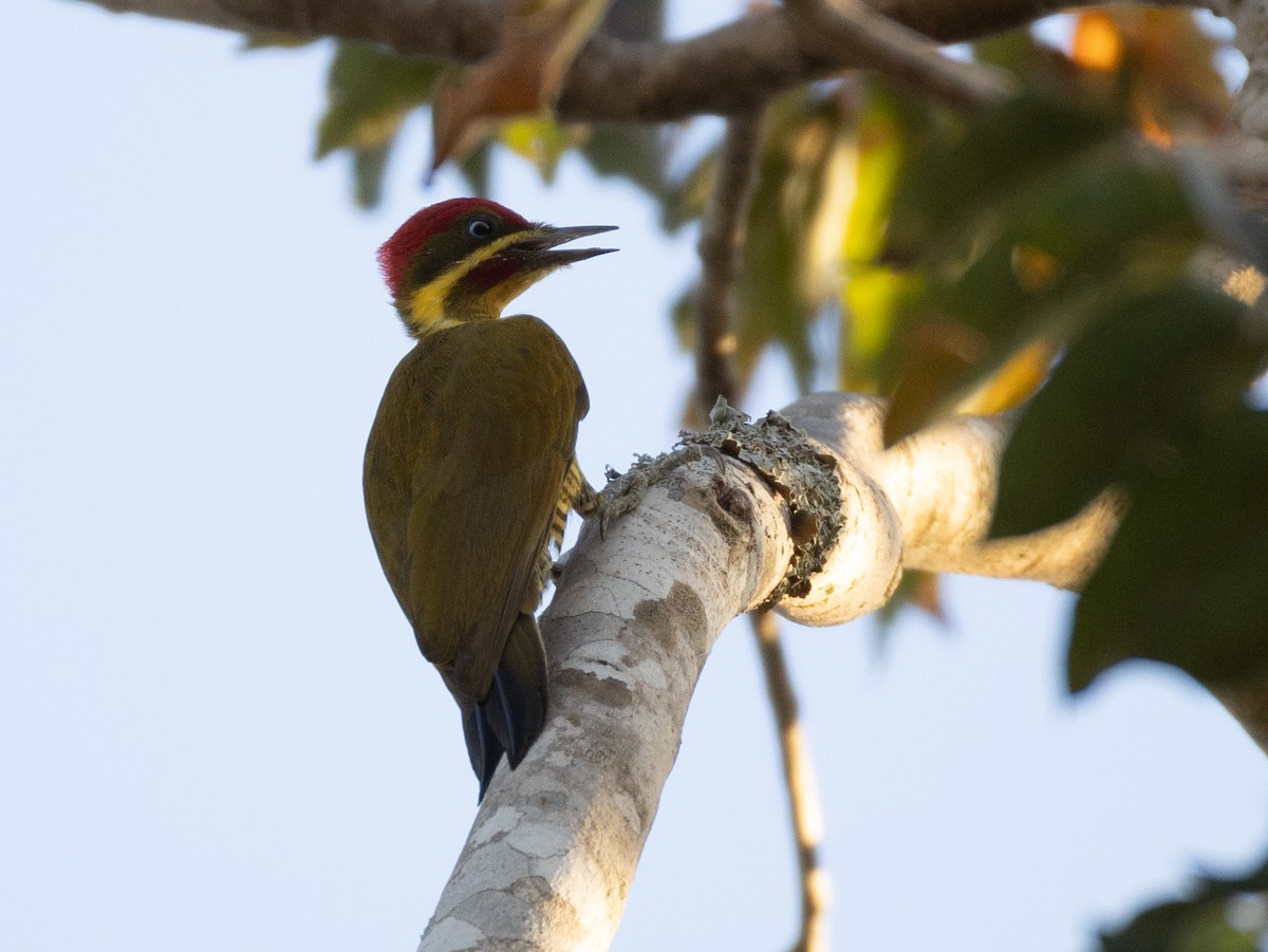 Golden-green Woodpecker (Golden-green) - Renato Banzai