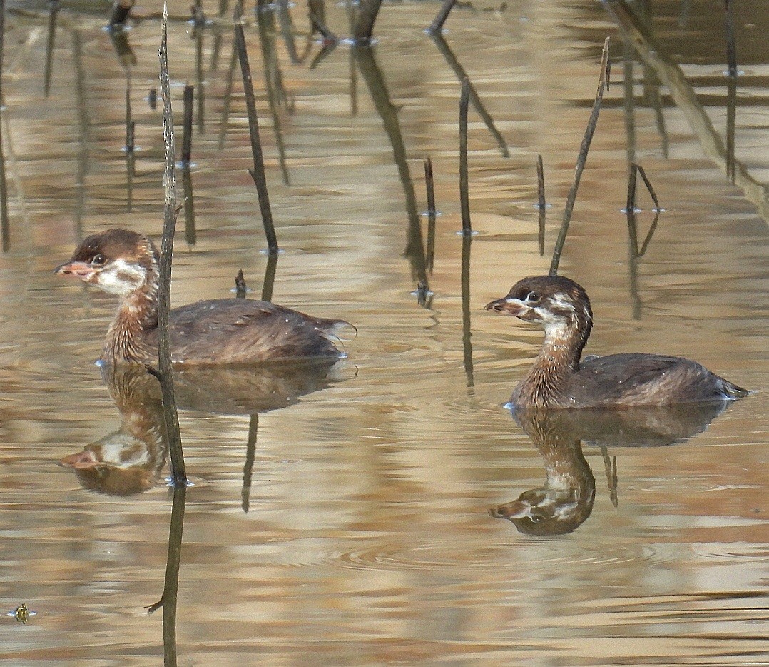 Grèbe à bec bigarré - ML620808518