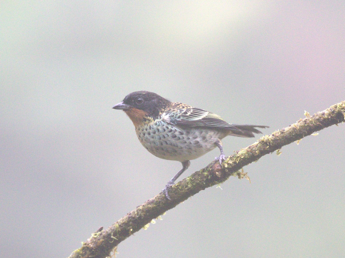 Rufous-throated Tanager - ML620808520