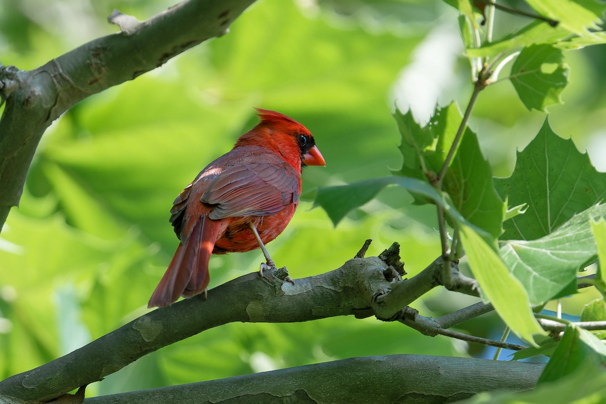 Cardinal rouge - ML620808522