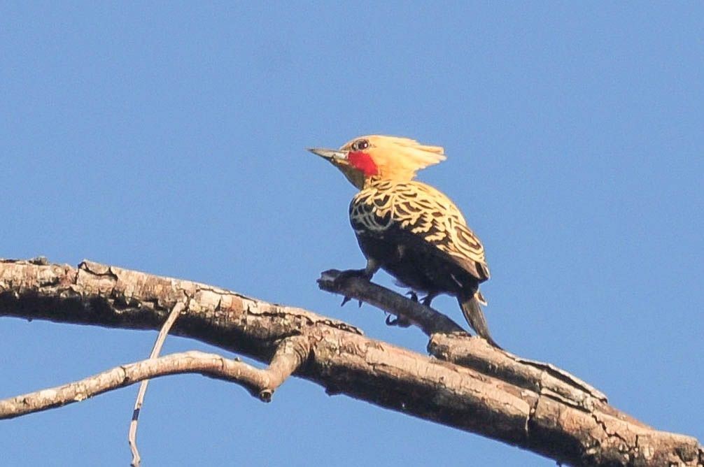 Ochre-backed Woodpecker - ML620808524