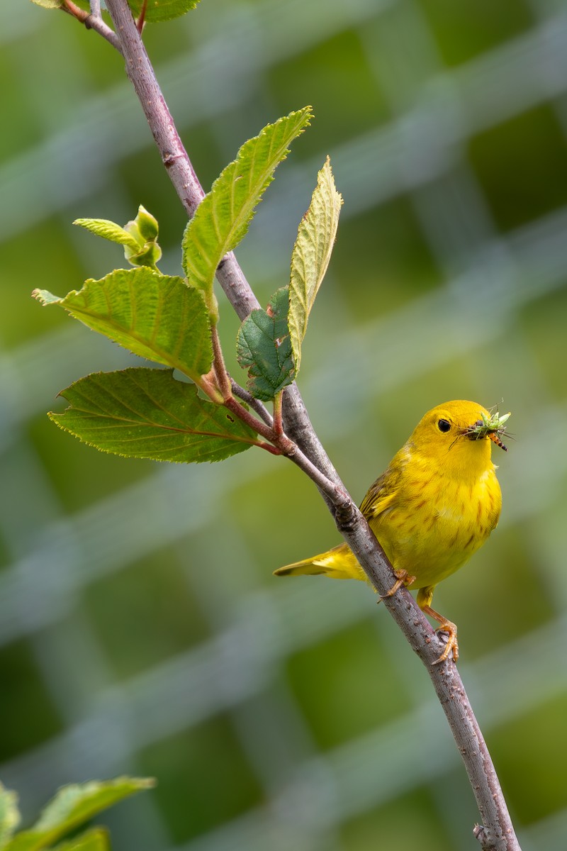 Yellow Warbler - ML620808525