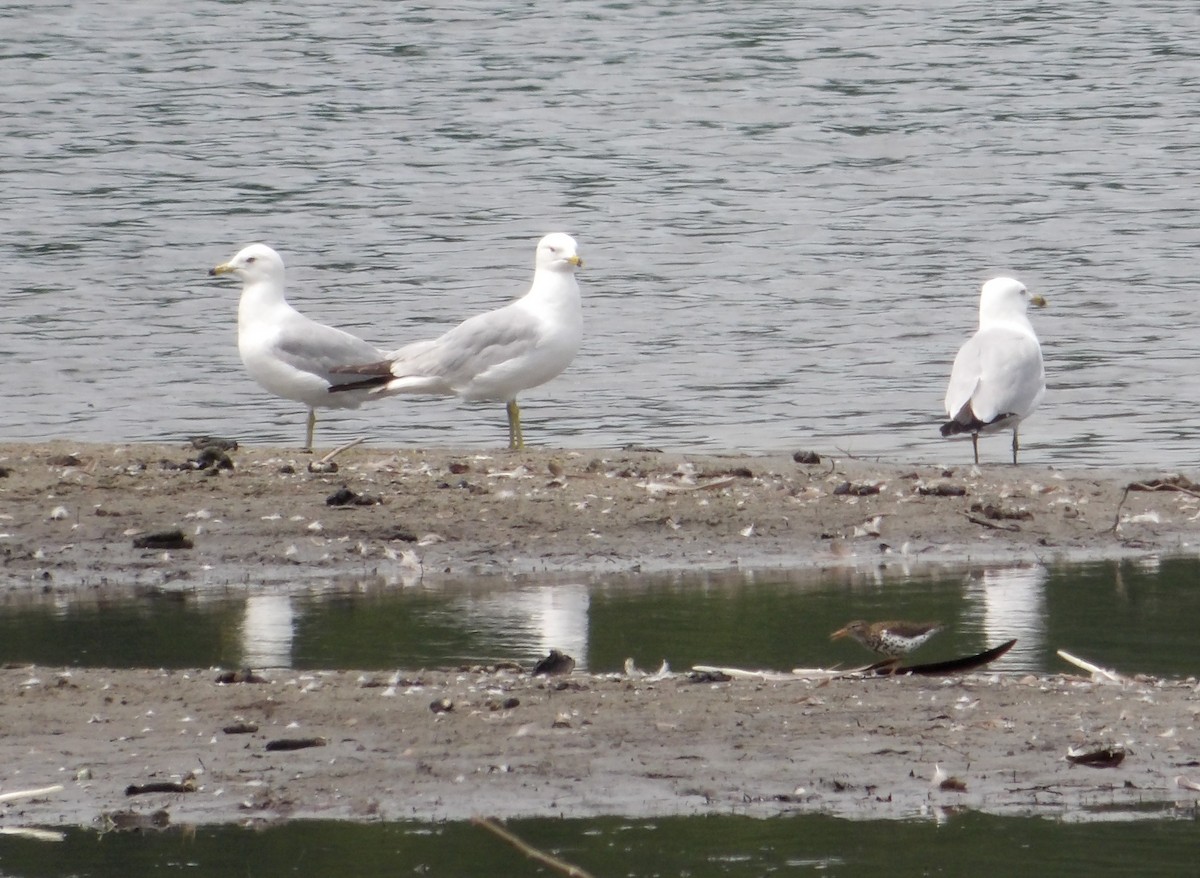 Ring-billed Gull - ML620808528