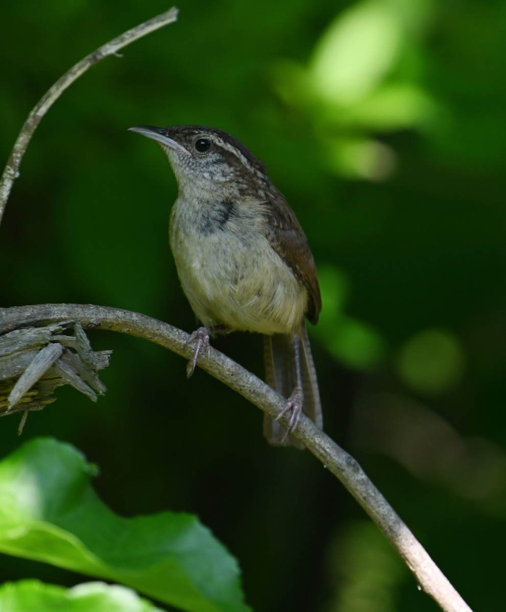 Carolina Wren - ML620808530