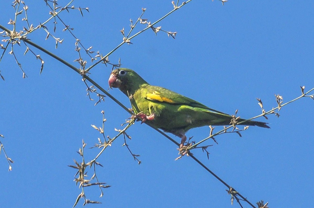 Yellow-chevroned Parakeet - ML620808531