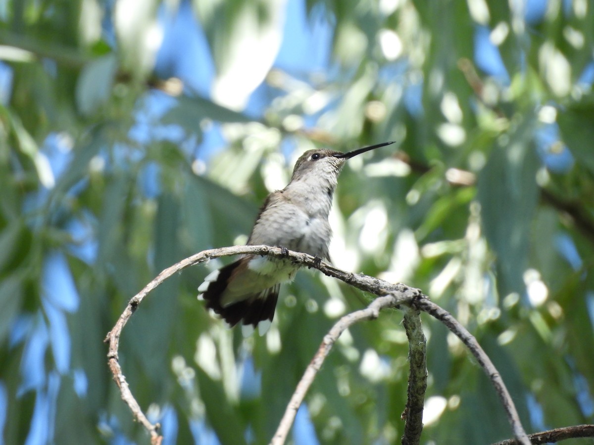 Black-chinned Hummingbird - ML620808532