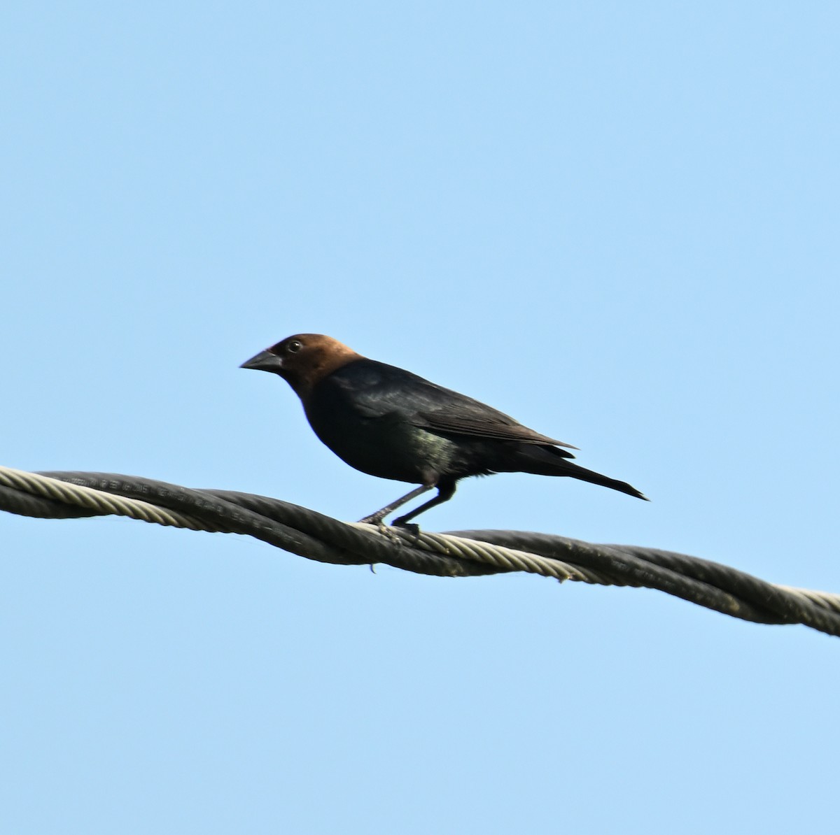 Brown-headed Cowbird - ML620808533