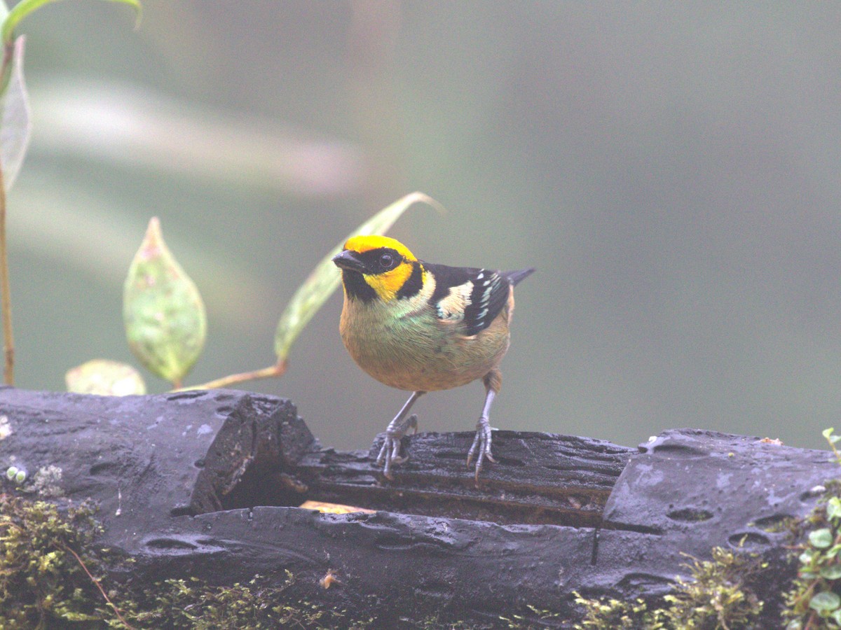 Flame-faced Tanager - ML620808534