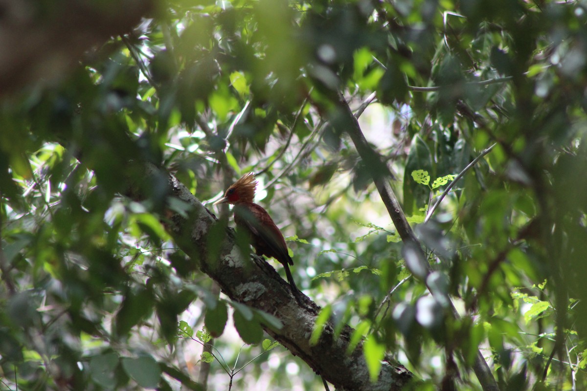 Chestnut-colored Woodpecker - ML620808535