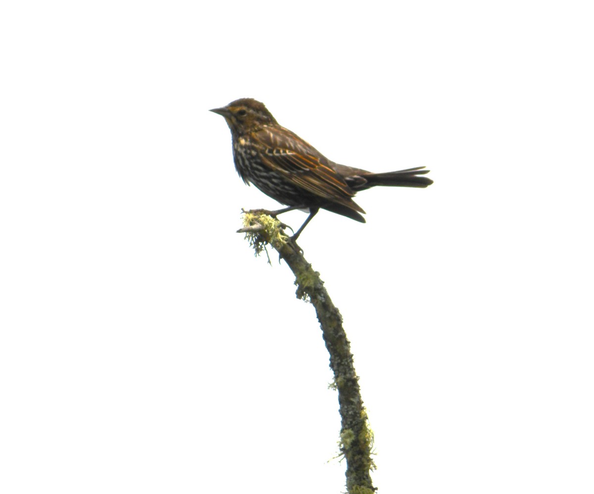 Red-winged Blackbird - ML620808538