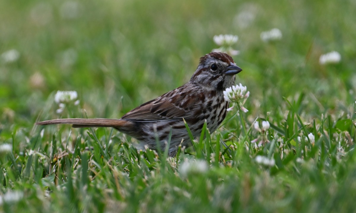 Song Sparrow - ML620808540