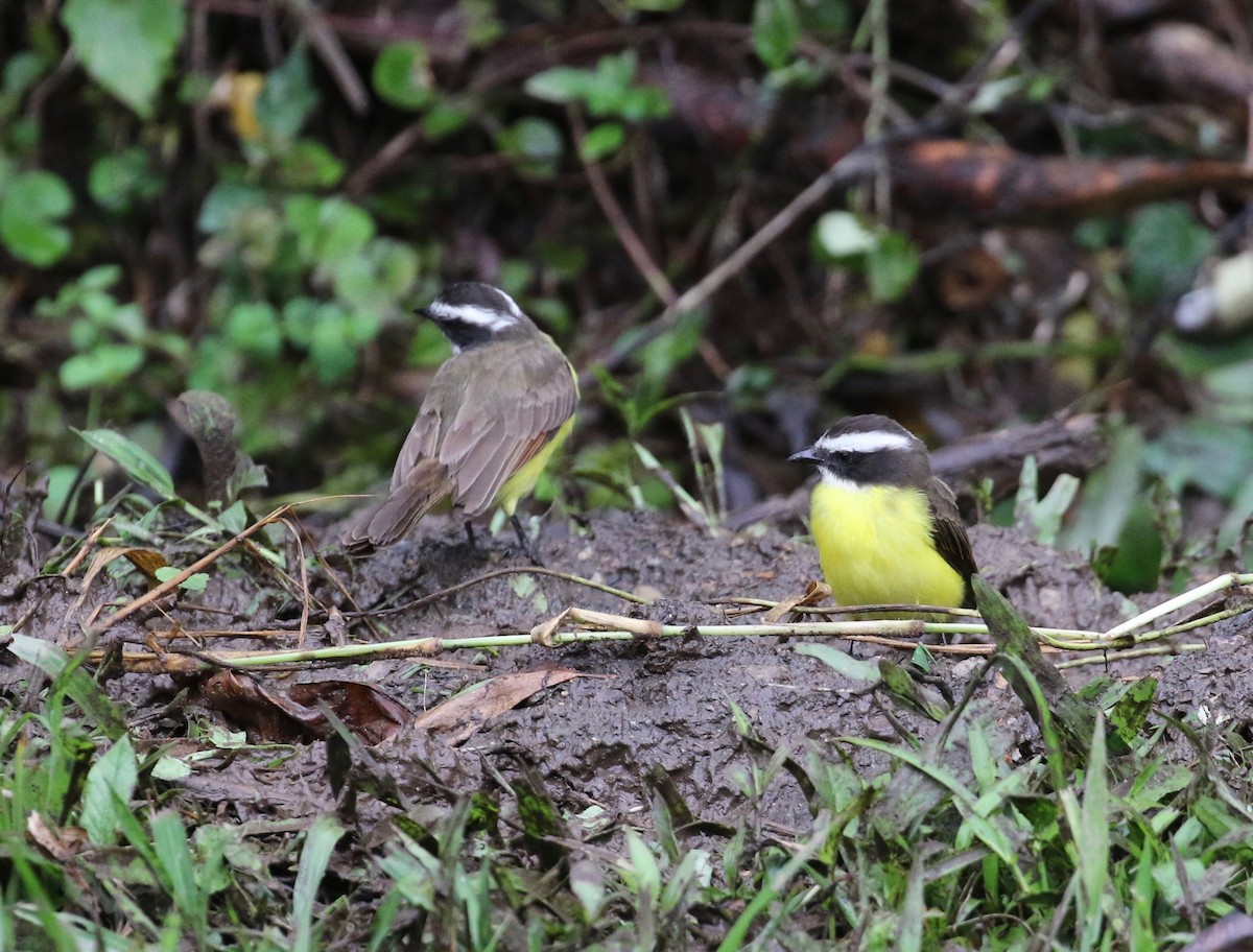 Rusty-margined Flycatcher - ML620808541