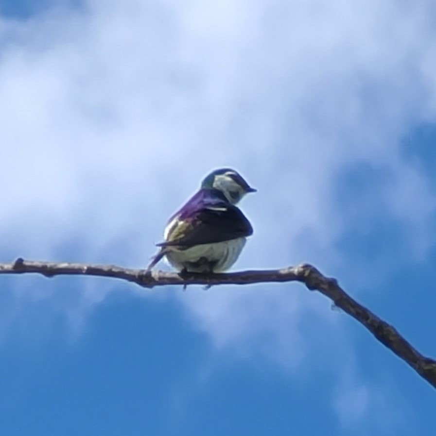 Violet-green Swallow - ML620808544