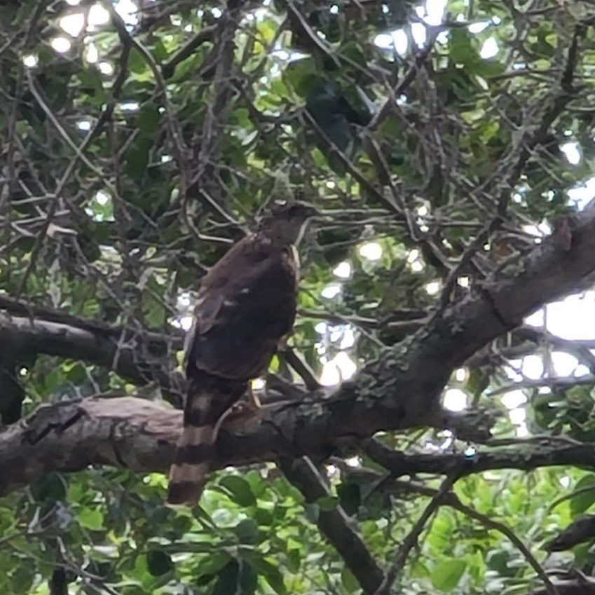 Cooper's Hawk - ML620808547