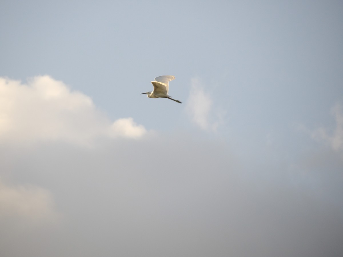 Snowy Egret - ML620808549