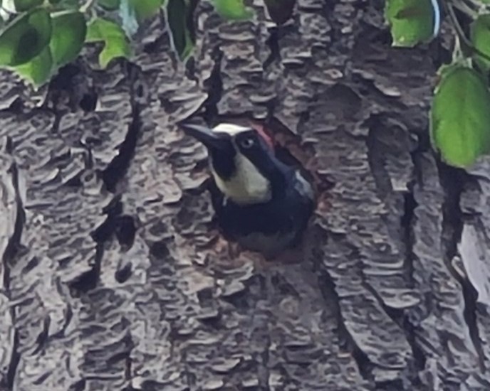 Acorn Woodpecker - ML620808550