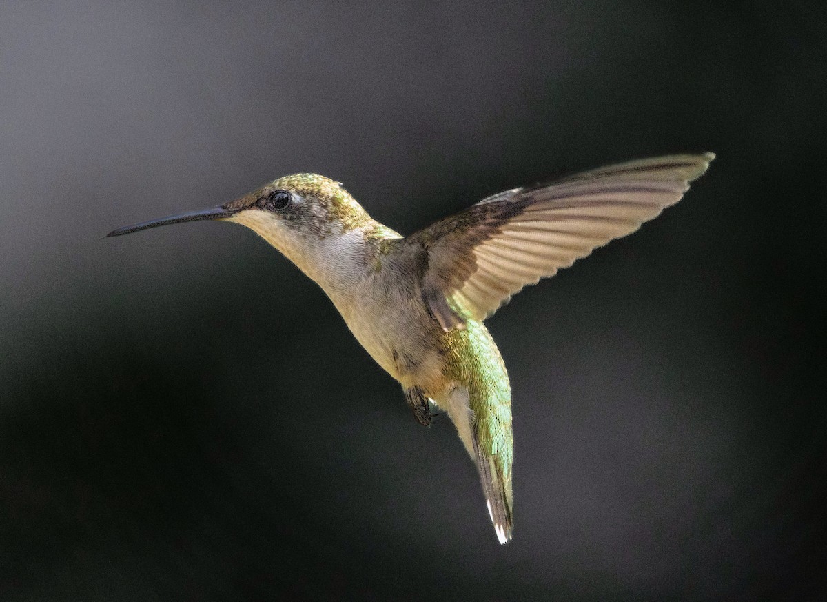 Ruby-throated Hummingbird - Rick Simpson
