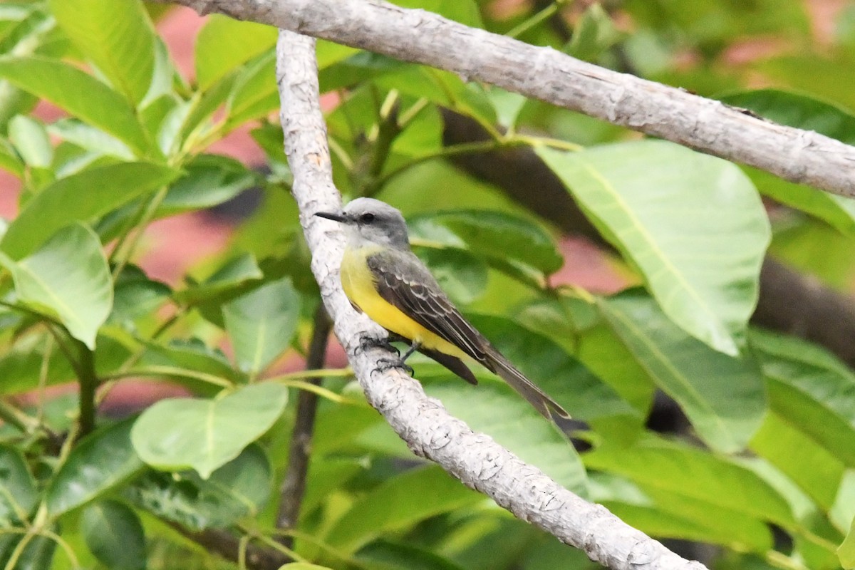 Tropical Kingbird - ML620808561