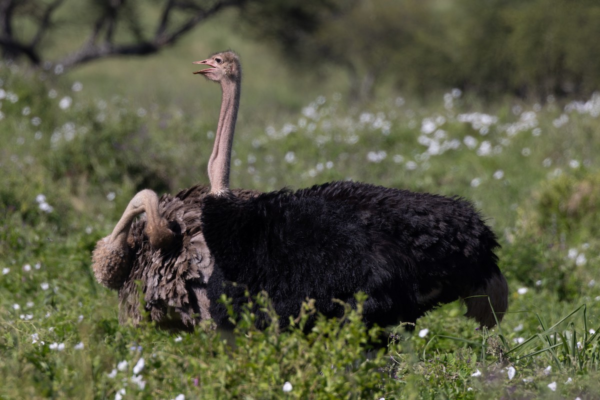 Common Ostrich - John Hannan