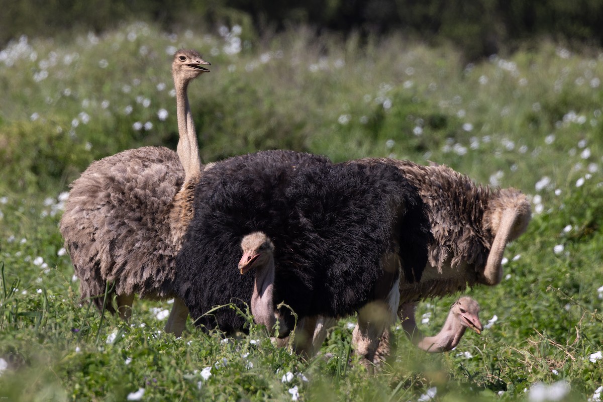 Common Ostrich - ML620808565