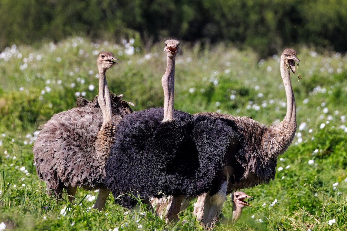 Common Ostrich - ML620808568