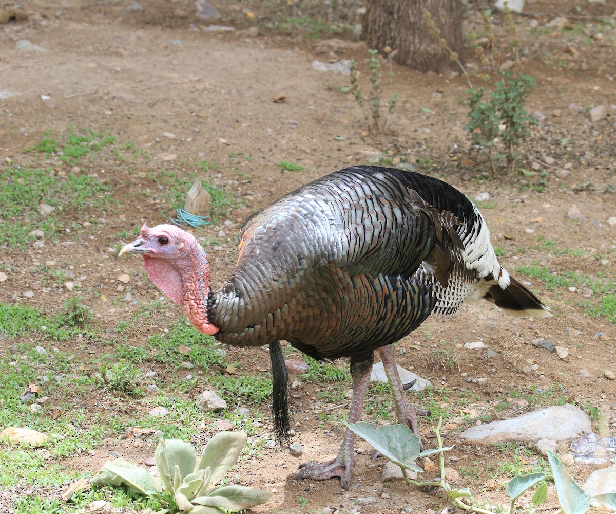 Wild Turkey - ML620808571