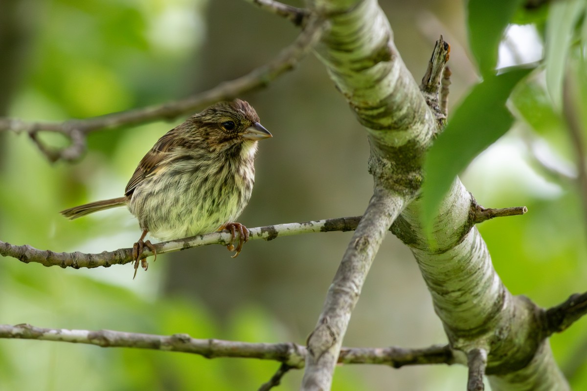 Song Sparrow - ML620808576